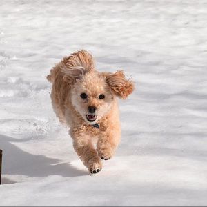 Meet your Posher, Mackenzie